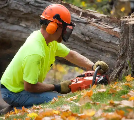 tree services Cloquet